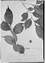 Field Museum photo negatives collection; Genève specimen of Emmotum glabrum Benth. ex Miers, BRAZIL, R. Spruce 3536, Type [status unknown], G