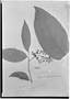 Field Museum photo negatives collection; Genève specimen of Mappia ampla (Miers) Engl., BRAZIL, R. Spruce 3776, Type [status unknown], G