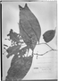 Field Museum photo negatives collection; Genève specimen of Aulomyrcia divaricata O. Berg, SURINAME, A. Kappler 1702, Isotype, G