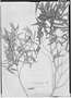 Field Museum photo negatives collection; Genève specimen of Blepharocalyx angustifolius O. Berg, URUGUAY, F. Sellow, Isotype, G