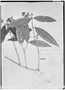 Field Museum photo negatives collection; Genève specimen of Calycampe angustifolia O. Berg, GUYANA, M. R.  Schomburgk 548, Isosyntype, G