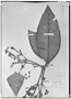 Field Museum photo negatives collection; Genève specimen of Calyptranthes blanchetiana O. Berg, BRAZIL, J. S. Blanchet 3114, Isotype, G