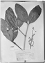 Field Museum photo negatives collection; Genève specimen of Calyptranthes clusiifolia (Miq.) O. Berg, BRAZIL, L. Riedel 2380, G