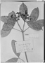 Field Museum photo negatives collection; Genève specimen of Calyptranthes grandiflora O. Berg, BRAZIL, L. Riedel, Isotype, G