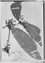 Field Museum photo negatives collection; Genève specimen of Calyptranthes longifolia O. Berg, PERU, E. F. Poeppig 2162, Isotype, G