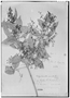 Field Museum photo negatives collection; Genève specimen of Calyptranthes multiflora O. Berg, PERU, E. F. Poeppig 2684, Isosyntype, G