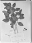 Field Museum photo negatives collection; Genève specimen of Calyptranthes obscura var. fluminensis O. Berg, BRAZIL, L. Riedel 1018, Possible type, G