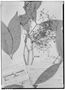 Field Museum photo negatives collection; Genève specimen of Calyptranthes paniculata Ruíz & Pav., PERU, H. Ruíz L., Isotype, G
