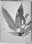 Field Museum photo negatives collection; Genève specimen of Calyptranthes pleophlebia Diels, PERU, E. H. G. Ule 6751, Isotype, G