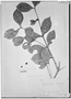 Field Museum photo negatives collection; Genève specimen of Calyptranthes regelliana O. Berg, BRAZIL, L. Riedel 804, Possible type, G