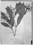Field Museum photo negatives collection; Genève specimen of Calyptranthes rufa O. Berg, BRAZIL, L. Riedel, Isotype, G