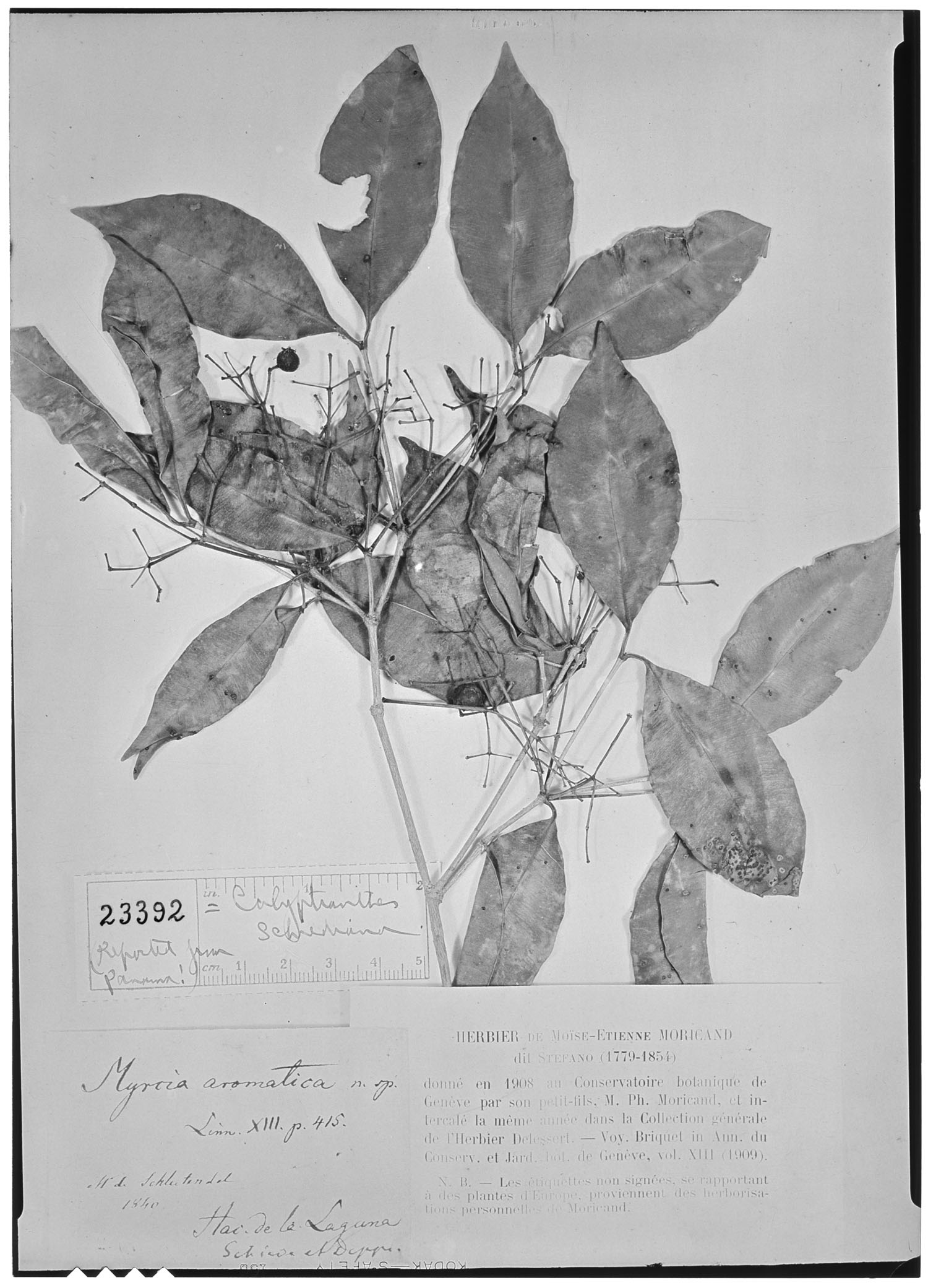 Calyptranthes schiedeana image