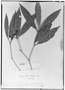 Field Museum photo negatives collection; Genève specimen of Calyptranthes strigipes O. Berg, BRAZIL, L. Riedel, Isotype, G