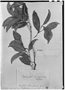 Field Museum photo negatives collection; Genève specimen of Calyptranthes bimarginata O. Berg, BRAZIL, L. Riedel, Isotype, G
