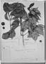 Field Museum photo negatives collection; Genève specimen of Calyptranthes tuberculata O. Berg, BRAZIL, L. Riedel 198, G