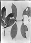 Field Museum photo negatives collection; Genève specimen of Calyptranthes warmingiana Kiaersk., BRAZIL, A. F. M. Glaziou 6533, Isosyntype, G