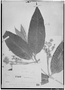 Field Museum photo negatives collection; Genève specimen of Myrcia browniana Gardner, BRAZIL, G. Gardner 423, Isotype, G