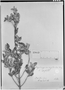 Field Museum photo negatives collection; Genève specimen of Myrceugenia myrtoides O. Berg, URUGUAY, F. Sellow, Isolectotype, G