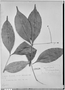 Field Museum photo negatives collection; Genève specimen of Eugenia schaueriana Miq., SURINAME, A. Kappler 1429, Type [status unknown], G