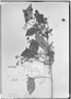 Field Museum photo negatives collection; Genève specimen of Myrcia ambigua var. latifolia O. Berg, GUYANA, R. H. Schomburgk 680, Isosyntype, G