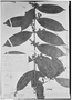 Field Museum photo negatives collection; Genève specimen of Myrcia bracteata (Rich.) DC., PERU, E. F. Poeppig 2819, G