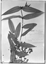 Field Museum photo negatives collection; Genève specimen of Myrcia bullata O. Berg, BRAZIL, A.-C. Vauthier 384, Possible type, G