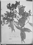 Field Museum photo negatives collection; Genève specimen of Myrcia chilensis O. Berg, PERU, E. F. Poeppig 138, Isotype, G