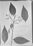 Field Museum photo negatives collection; Genève specimen of Myrcia cucullata O. Berg, COLOMBIA, J. W. K. Moritz 1179, Isotype, G