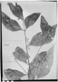 Field Museum photo negatives collection; Genève specimen of Myrcia fascicularis O. Berg, PERU, E. F. Poeppig 1652=141, Isotype, G