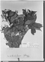 Field Museum photo negatives collection; Genève specimen of Myrcia fastigiata Kiaersk., BRAZIL, A. F. M. Glaziou 17677, Isotype, G