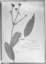Field Museum photo negatives collection; Genève specimen of Myrcia goyazensis var. latifolia O. Berg, BRAZIL, G. Gardner 3177, Isotype, G