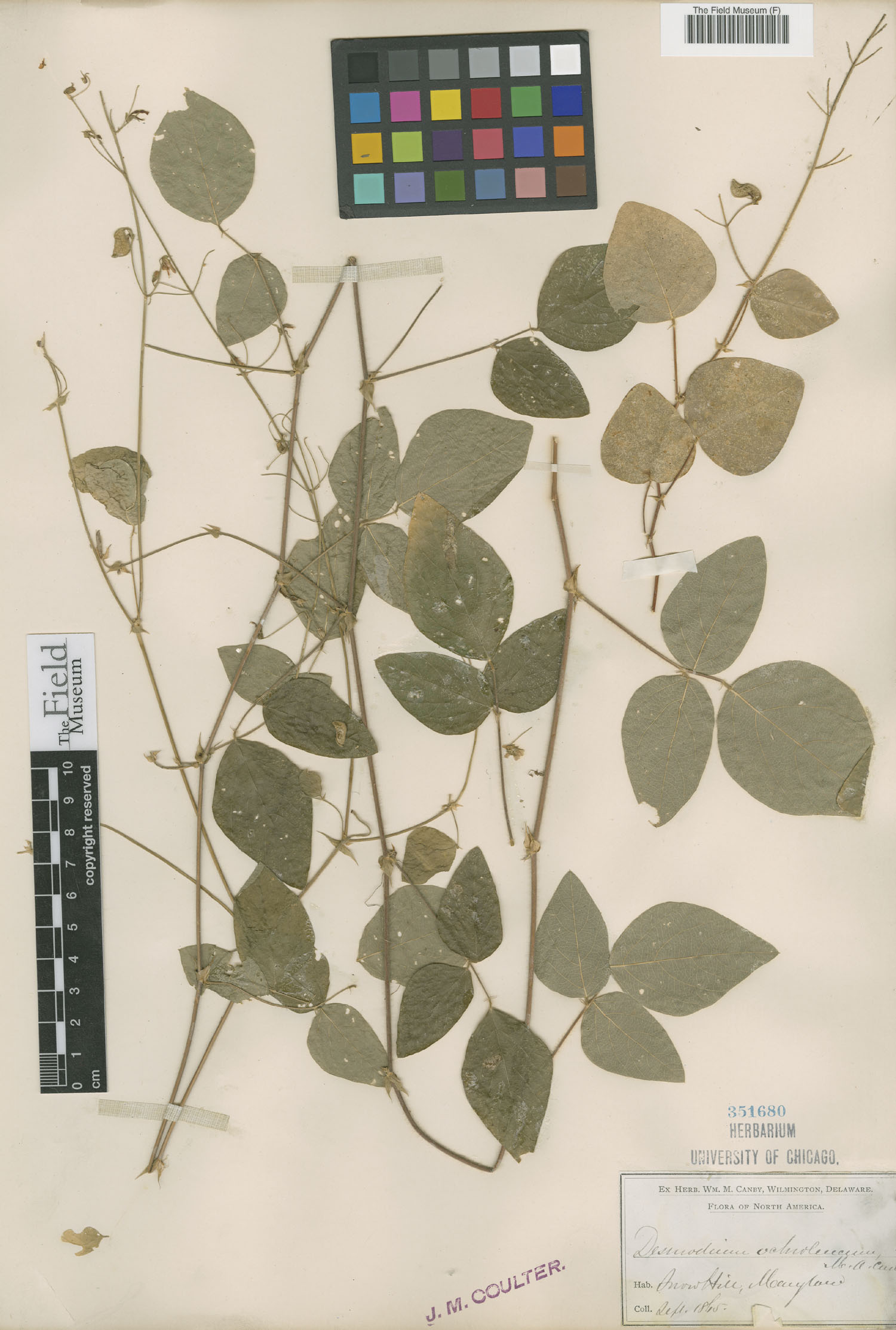 Desmodium ochroleucum image