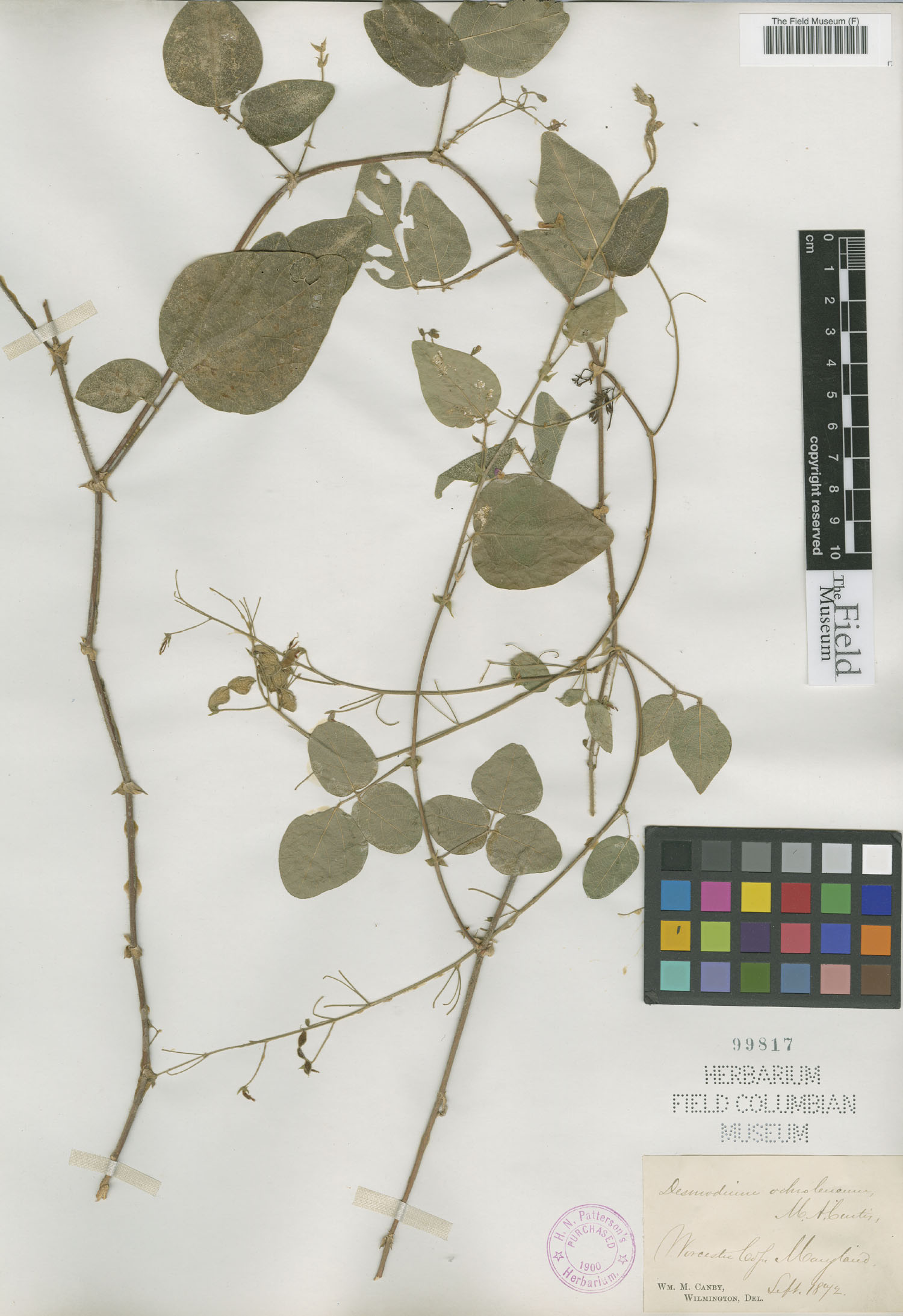 Desmodium ochroleucum image