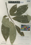 Castanea dentata image