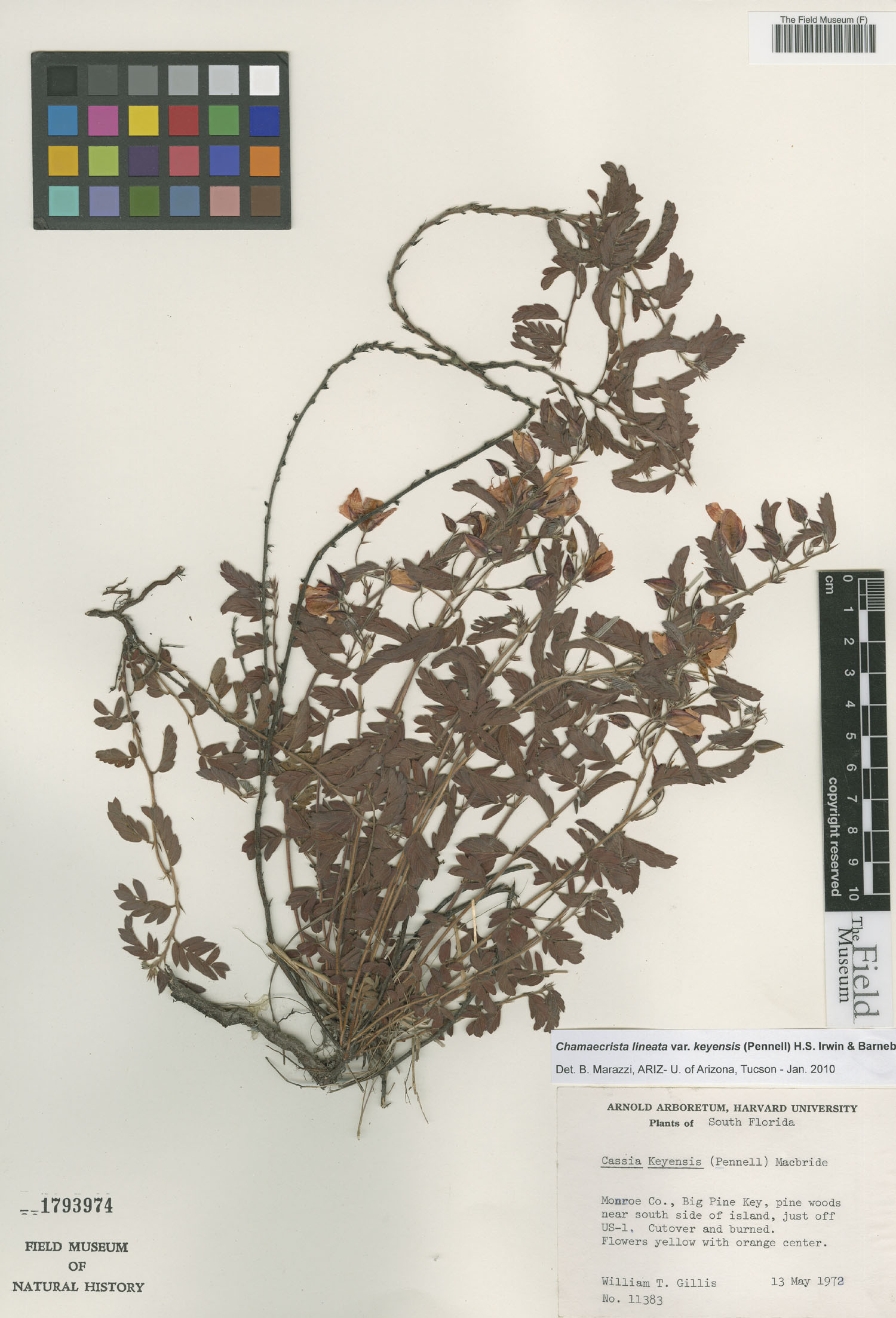 Chamaecrista lineata var. keyensis image