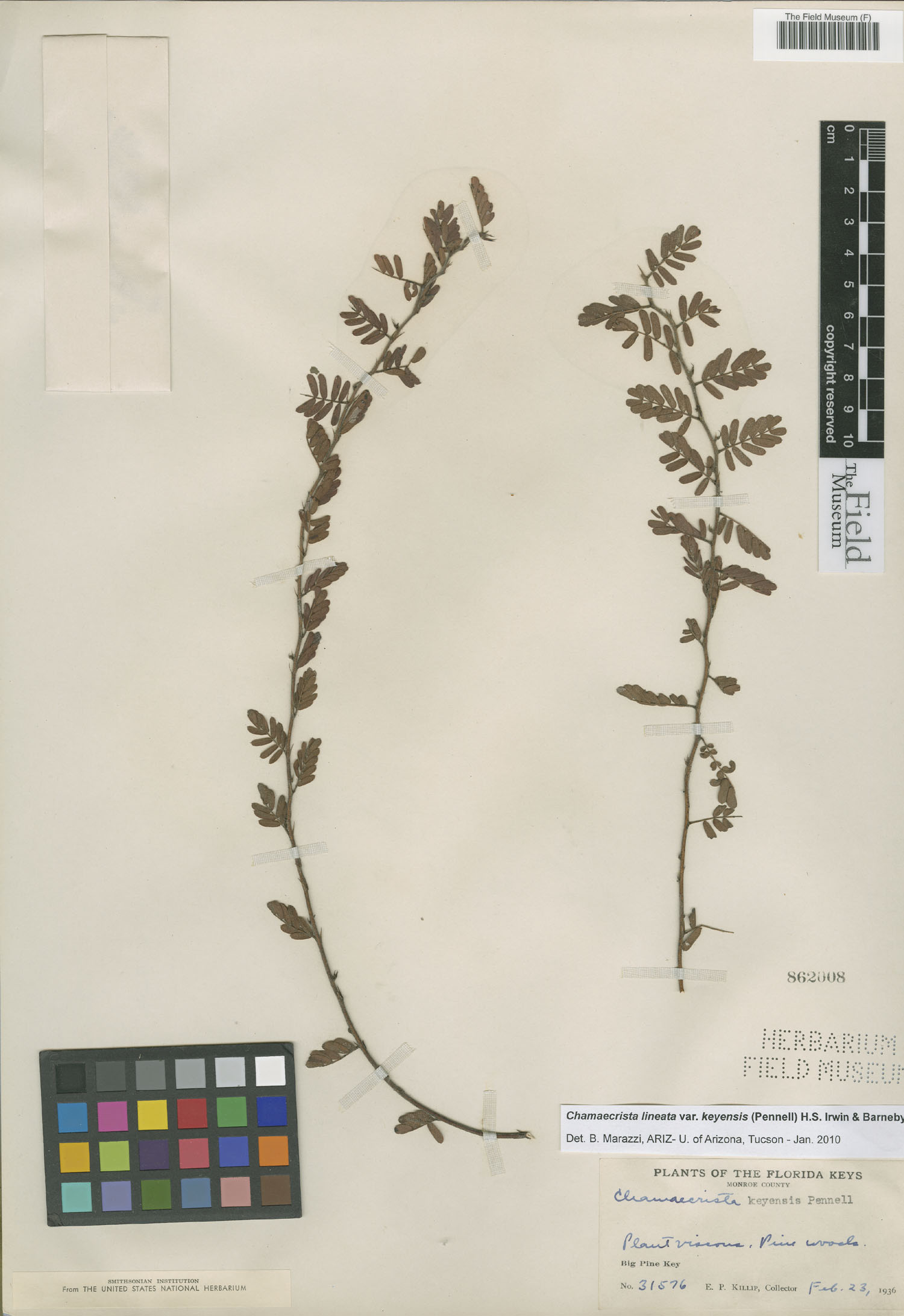 Chamaecrista lineata var. keyensis image