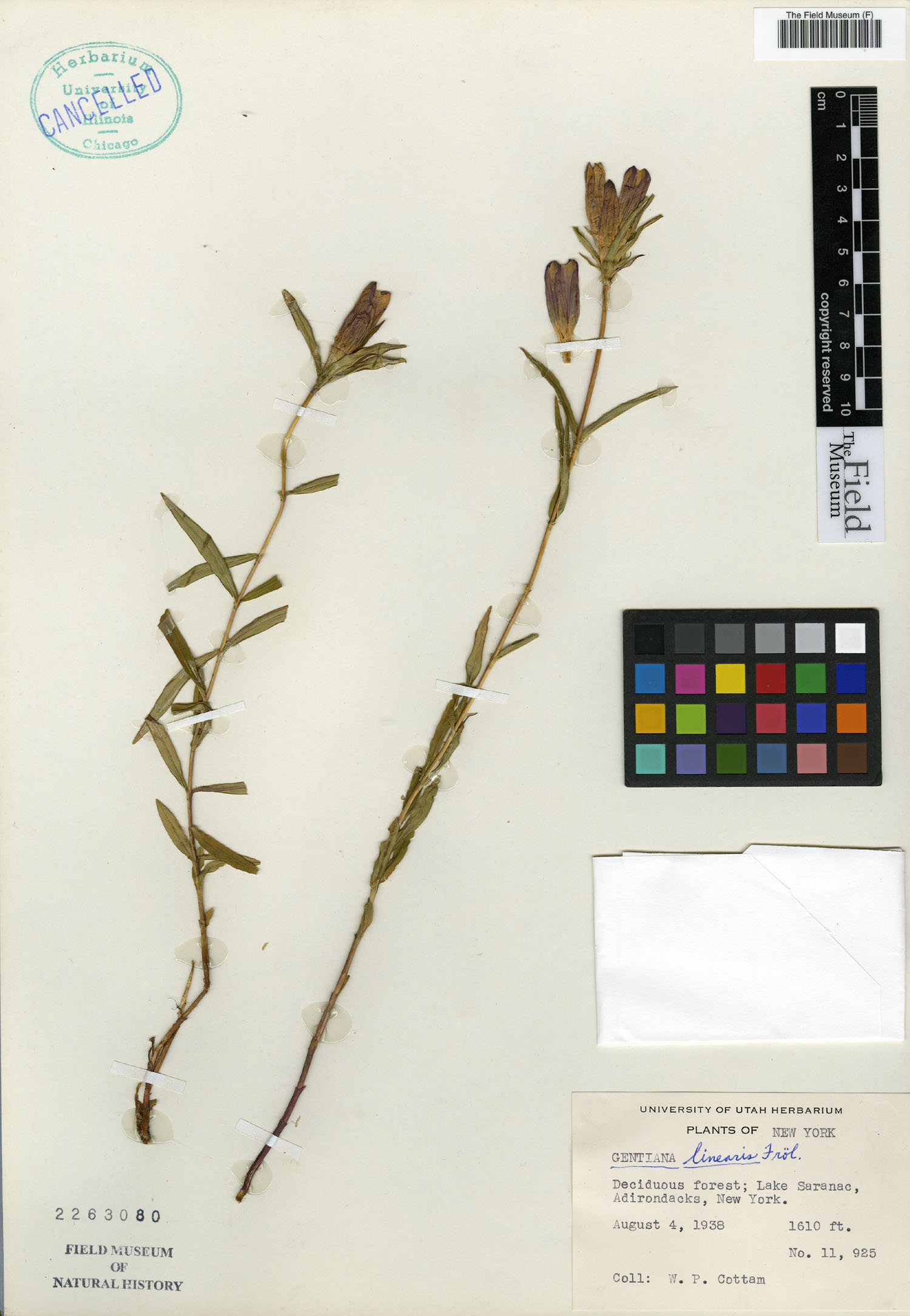 Gentiana linearis image