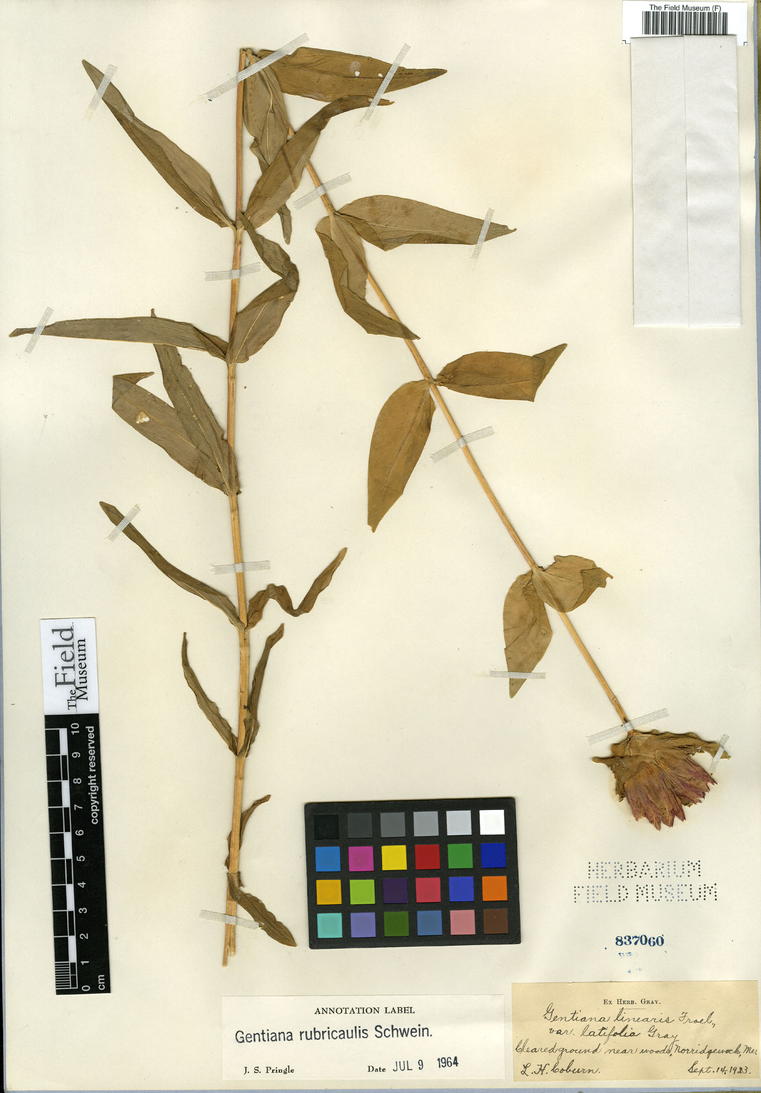 Gentiana rubricaulis image
