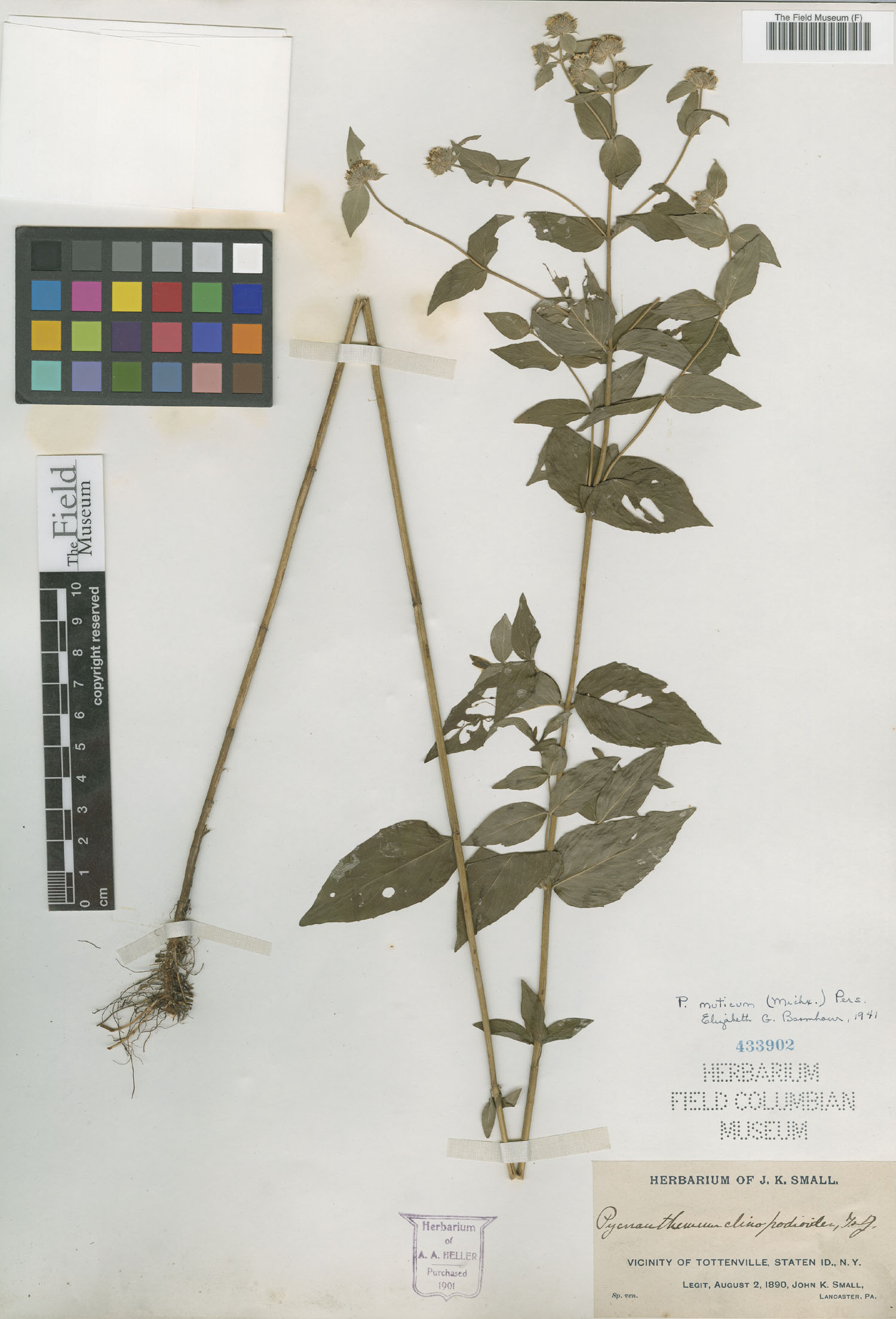 Pycnanthemum muticum image