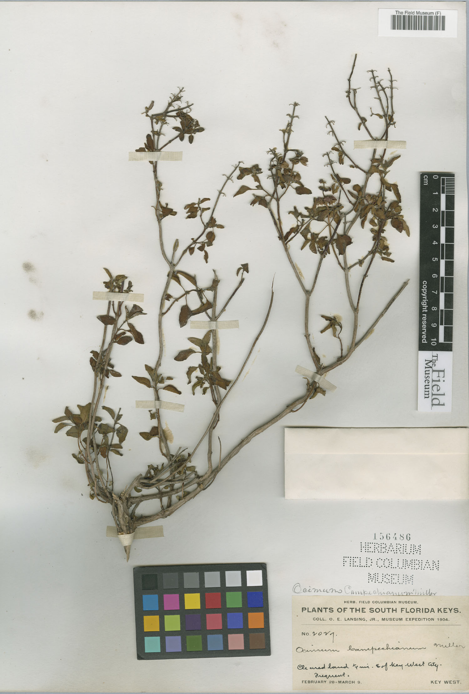 Ocimum campechianum image