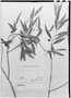 Field Museum photo negatives collection; Genève specimen of Blepharocalyx amarus O. Berg, URUGUAY, F. Sellow, Isolectotype, G