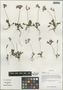 Primula blinii H. Lév., China, D. E. Boufford 32744, F