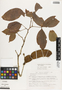Pithecellobium latifolium image