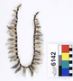 6142 animal tooth; cat; ocelot necklace