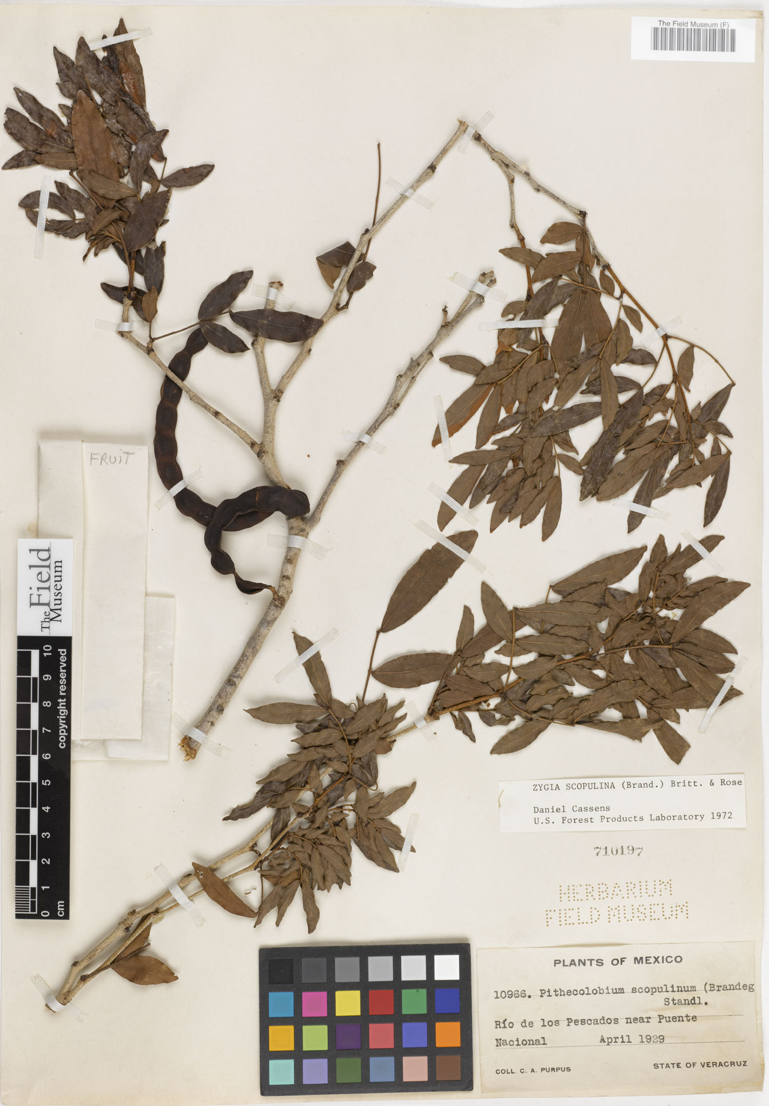 Zygia conzattii image