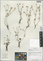 Ranunculus tanguticus (Maxim.) Ovcz., China, D. E. Boufford 34446, F