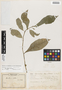 Dorstenia psilurus var. scabra Bureau, Cameroon, G. A. Zenker 4067, F