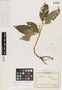 Dorstenia psilurus var. scabra Bureau, Cameroon, G. A. Zenker, F