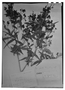 Field Museum photo negatives collection; Genève specimen of Myrcia gracilis var. opaca O. Berg, COLOMBIA, J. J. Linden 1354, Isotype, G