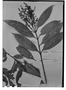 Field Museum photo negatives collection; Genève specimen of Myrcia guajavifolia var. perforata O. Berg, BRAZIL, G. Gardner 4662, Isosyntype, G
